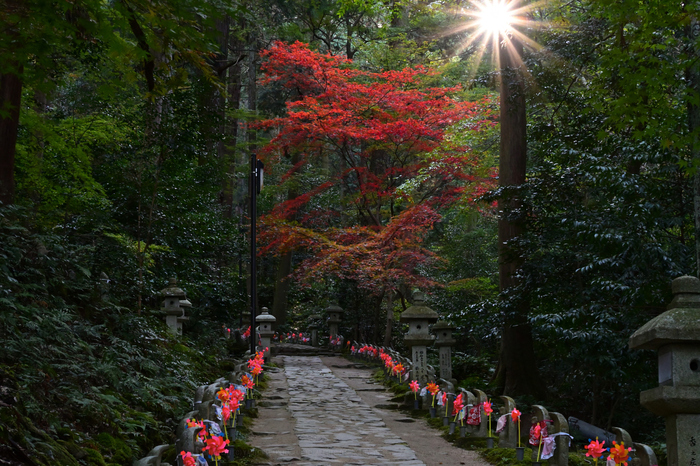 ニコン Nikon Z50 を使ってみました ／ 滋賀 湖東三山 金剛輪寺